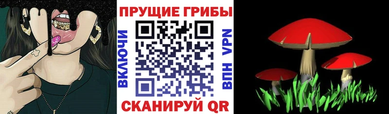 Псилоцибиновые грибы Cubensis  Правдинск 